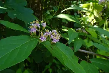 オオムラサキシキブ・舞岡公園