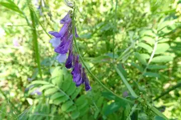 ナヨクサフジ・舞岡公園