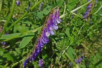 ナヨクサフジ・舞岡公園