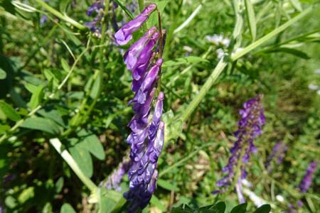 ナヨクサフジ・舞岡公園