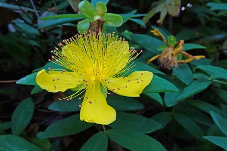 セイヨウキンシバイ・舞岡公園