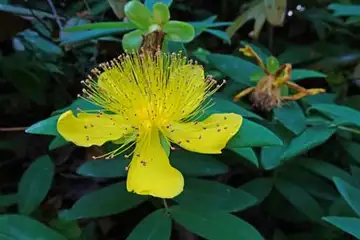 セイヨウキンシバイ・舞岡公園