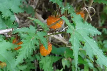 モミジイチゴ・金時山