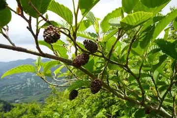 オオバヤシャブシ・金時山