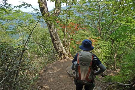 金時山・稜線にはヤマツツジ