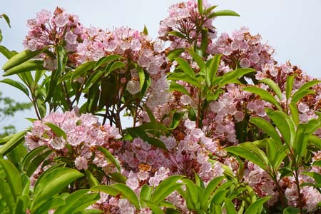 アメリカシャクナゲ・箱根湿性花園