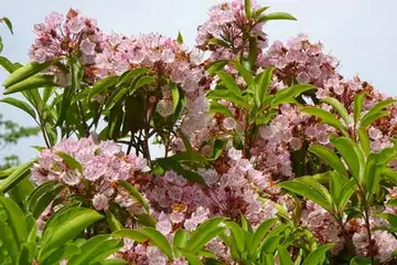 アメリカシャクナゲ・箱根湿性花園