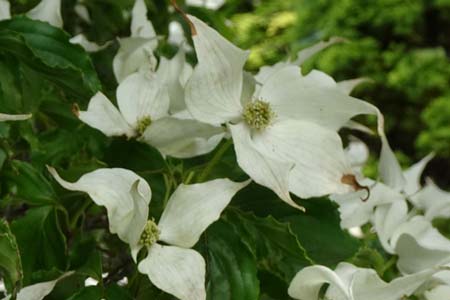 ヤマボウシ・箱根湿性花園
