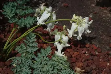 コマクサ・箱根湿性花園