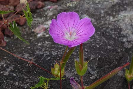 アケボノフウロ・箱根湿性花園