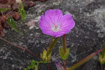 アケボノフウロ・箱根湿性花園