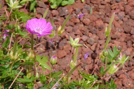 アケボノフウロ・箱根湿性花園