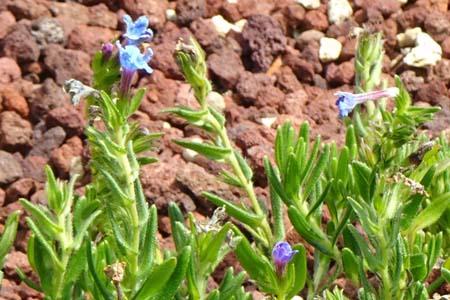 ミヤマホタルカズラ・箱根湿性花園