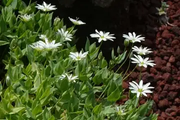 シコタンハコベ・箱根湿性花園