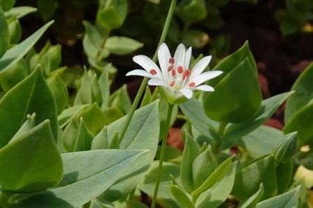 シコタンハコベ・箱根湿性花園