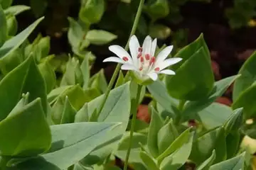 シコタンハコベ・箱根湿性花園