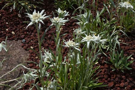 エーデルワイス・箱根湿性花園