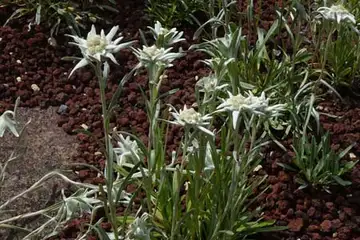 エーデルワイス・箱根湿性花園