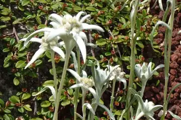 エーデルワイス・箱根湿性花園