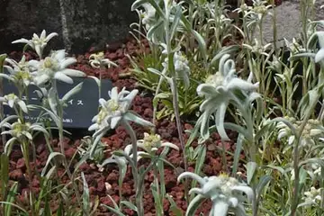 エーデルワイス・箱根湿性花園