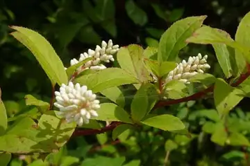 コバノズイナ・箱根湿性花園