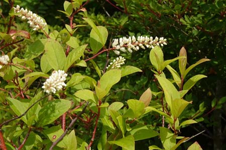 コバノズイナ・箱根湿性花園