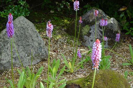 ホザキサクラソウ・箱根湿性花園