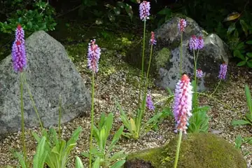 ホザキサクラソウ・箱根湿性花園