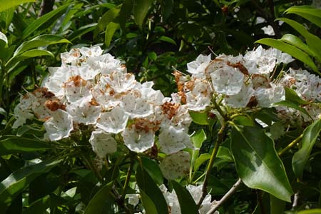 アメリカシャクナゲ・箱根湿性花園