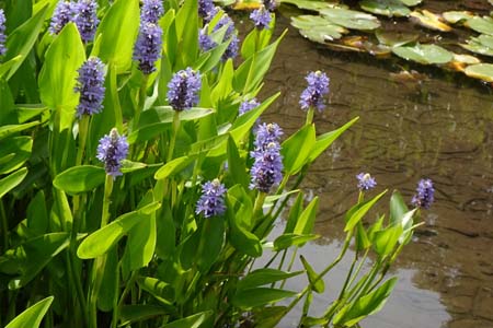 ポンテデリア・箱根湿性花園