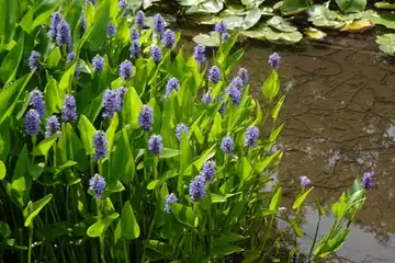ポンテデリア・箱根湿性花園
