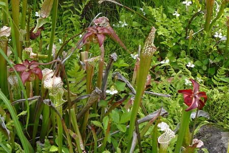 アミメヘイシソウ・箱根湿性花園
