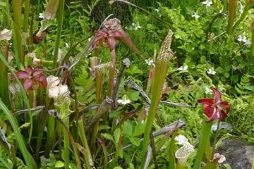 アミメヘイシソウ・箱根湿性花園