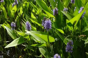 ポンテデリア・箱根湿性花園
