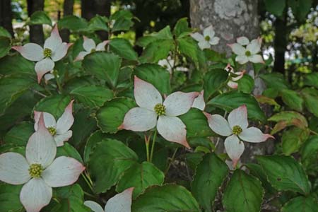ヤマボウシ・箱根湿性花園