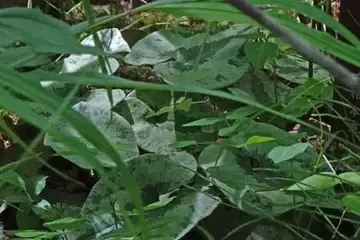 オトメアオイ・箱根湿性花園