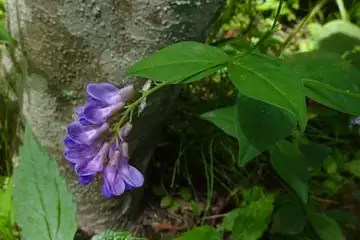 ナンテンハギ・箱根湿性花園