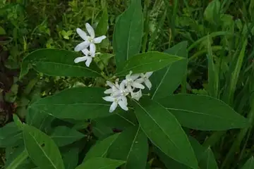 クサタチバナ・箱根湿性花園