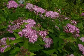 シモツケ・箱根湿性花園