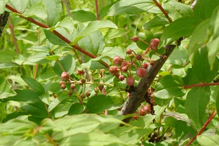 ドクウツギ・箱根湿性花園
