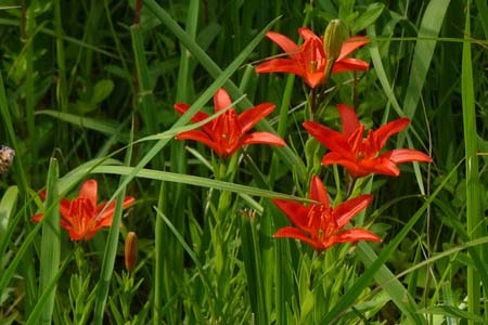 ヒメユリ・箱根湿性花園