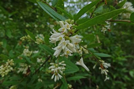 イボタノキ・箱根湿性花園