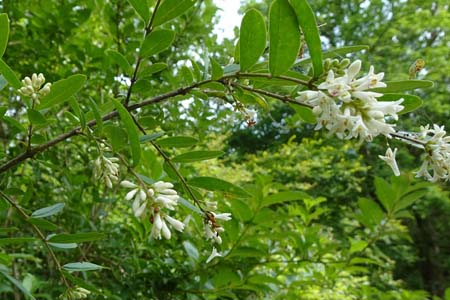 イボタノキ・箱根湿性花園