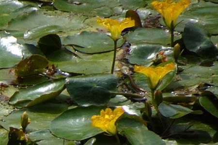 アサザ・箱根湿性花園