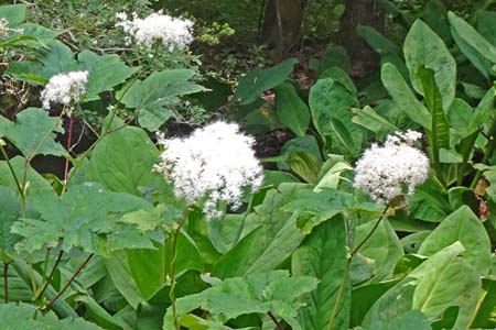 オニシモツケ・箱根湿性花園
