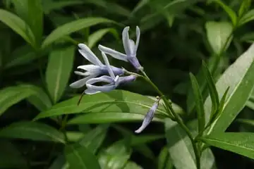 チョウジソウ・箱根湿性花園
