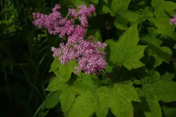 コシジシモツケソウ・箱根湿性花園