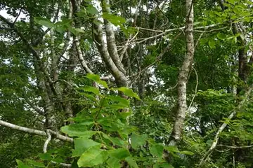 ヤチダモ・箱根湿性花園