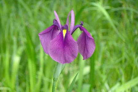 ノハナショウブ・箱根湿性花園