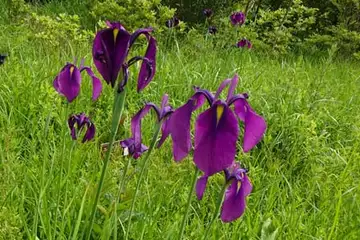 ノハナショウブ・箱根湿性花園